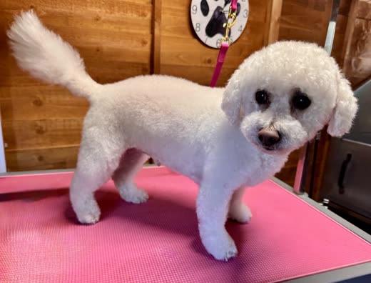 A freshly groomed white Bichon Frise standing on a pink grooming table