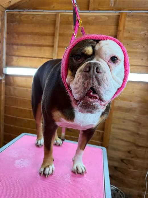 A tricolour bulldog wrapped in a pink hooded towel on the grooming table